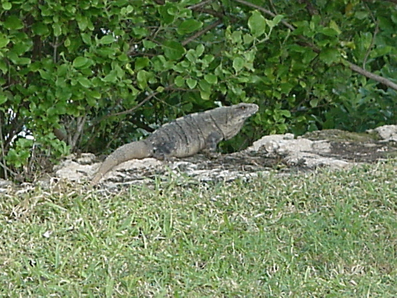 Iguana Outside The Hyatt 3.jpg